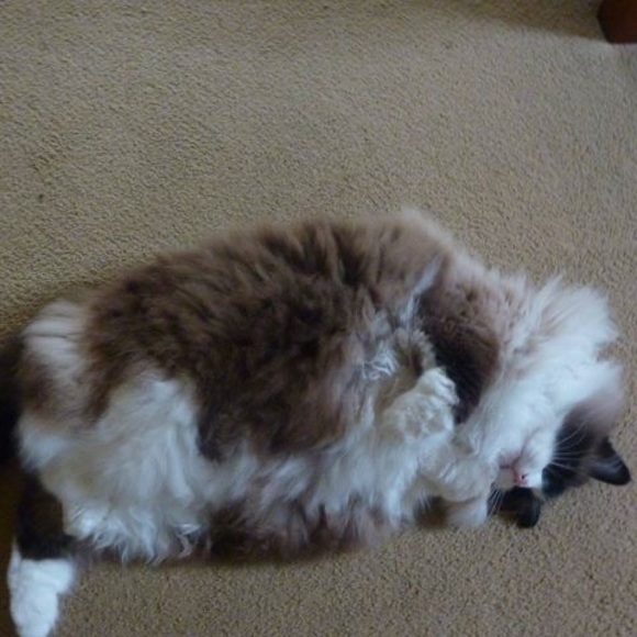 Meet your Posher, Blanca - Picture 1 of 1